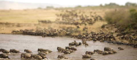 How to Plan a Bucket List Safari for Beginners